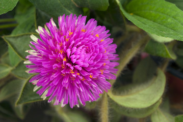 single purple flower ball closeup