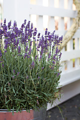 Lavender flowers