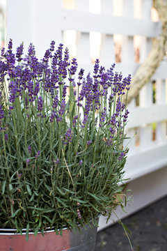 Fototapeta Lavender flowers