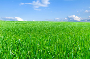  field of green grass and blue sky