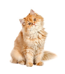 red kitten sitting with his head sideways isolated