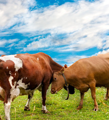 two cows grazing on pasture