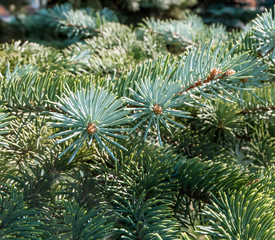 Naklejka na ściany i meble young cones on a branch blue spruce closeup