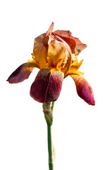 iris flower is yellow isolated