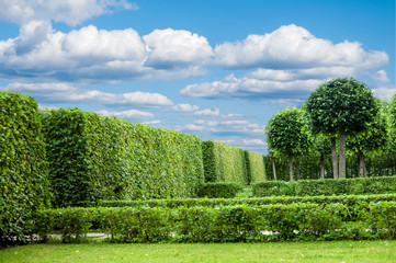 alley in the Park with exactly topiary trees