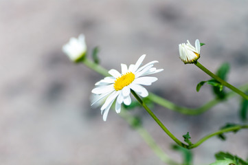 flower of chamomile on a grey background