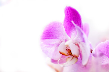 Fototapeta na wymiar background of violet Japanese Orchid