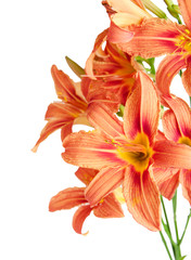 bouquet of lilies on a white background