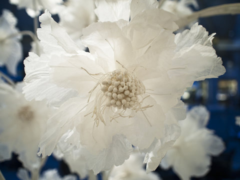 White Silk Flower Detail