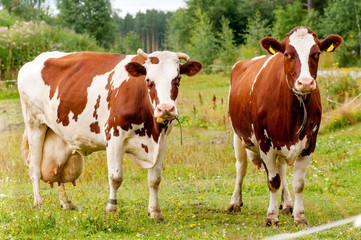 Fototapeta na wymiar two cows graze on the farm look right