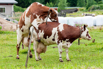 Fototapeta na wymiar cow climb on the other cow back