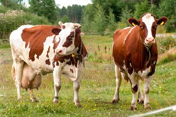 Fototapeta na wymiar two cows graze on the farm look right