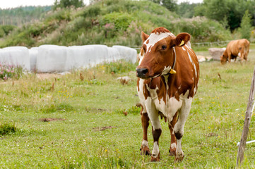 cow grazing on a farm