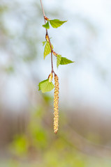 young branch of birch with buds and leaves