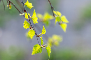 young birch leaves taken in backlit