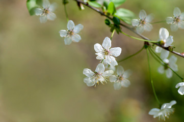 Fototapeta na wymiar branch with flowers of cherry