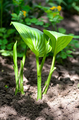 young plant grows from the ground
