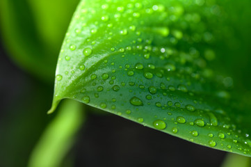 background of the water drops on a green leaf
