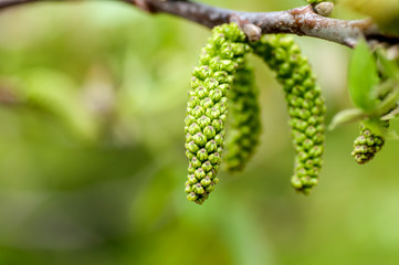 young kidney of the walnut tree on a green backgroun