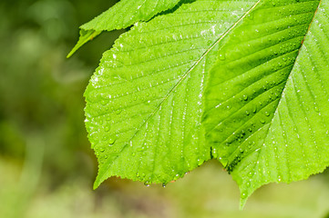  Linden leaves with water droplets closeup