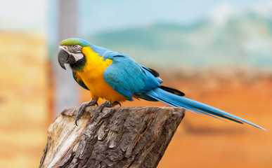 Obraz premium Papagei auf Stamm