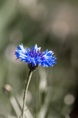 cyan cornflower flower on monochrome