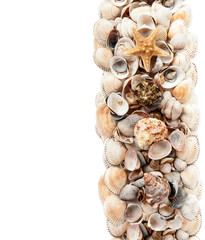 background of the starfish in shells in one number in isolation