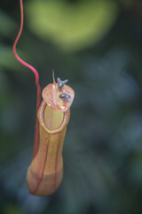 Pitcher plant