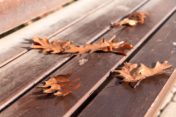 autumn leaves of the oak tree on the bench closeup