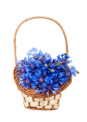 Fototapeta na wymiar flowers cornflower in the basket closeup isolated