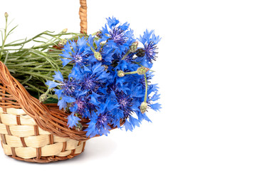 flowers cornflower in the basket closeup isolated