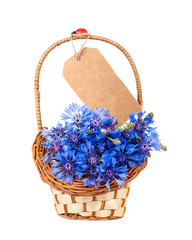 Fototapeta na wymiar flowers cornflower in the basket and isolated card
