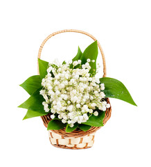  bouquet of lilies of the valley in the basket isolated