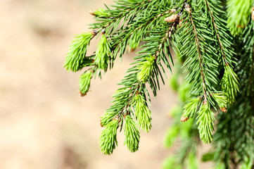 young fir branch