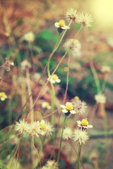 Vintage photo of wild flower in sunset.