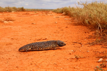 Australian lizard