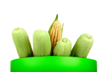 corn on the cob stick out from the deep green plates on a white