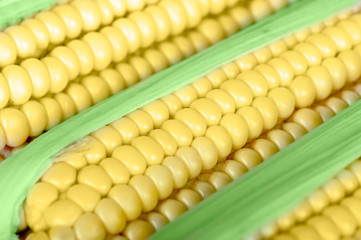 corn on the cob closeup