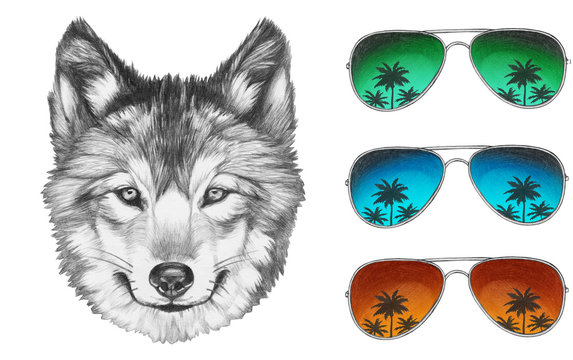 Portrait of Wolf with mirror sunglasses. Hand drawn illustration.