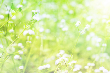 Wildflowers in sunset for background.