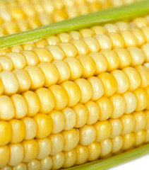 corn on the cob closeup