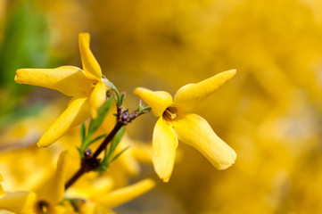  Forsythia Bush blooming yellow flowers in spring