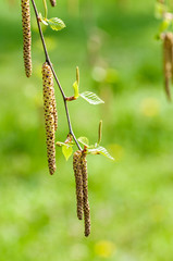 young branch of birch with buds and leaves