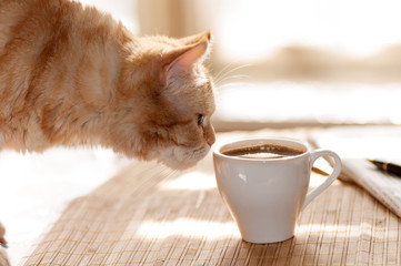 Naklejka premium cat sniffs mug of coffee