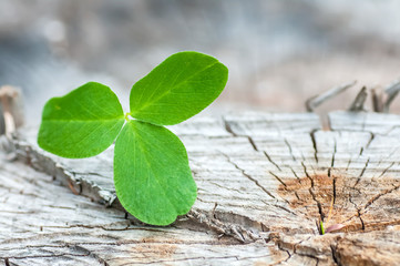 clover on the old wooden background