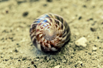 Cancer Center shell hermit.