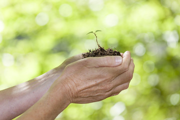 Junge  Pflanze in der Hand