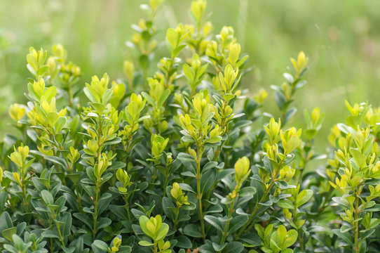 Boxwood Bush Closeup