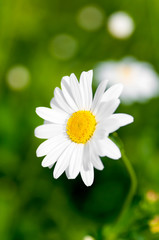 Fototapeta premium flower of chamomile on a green background