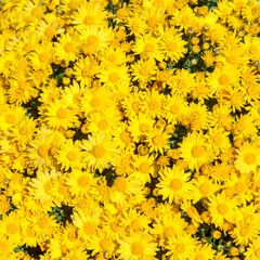 Fototapeta premium background of yellow flowers